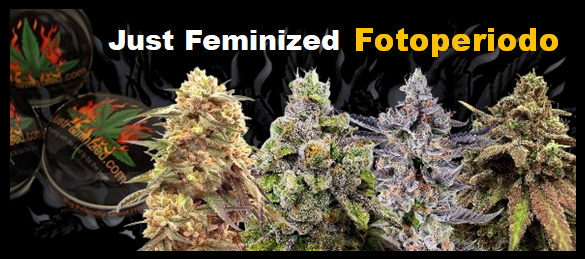 Variedades de marihuana feminizadas fotoperiódicas feminizadas Semillas de cannabis hembra feminizadas
